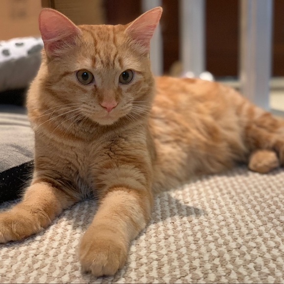 Meet your Posher, Lisa - Picture 3 of 5